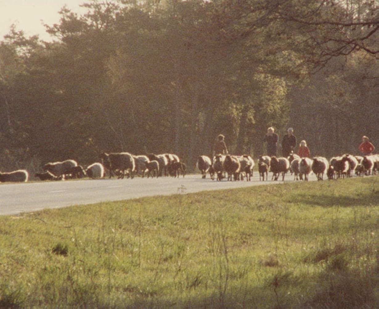 Fårö Document 1979 streaming ita