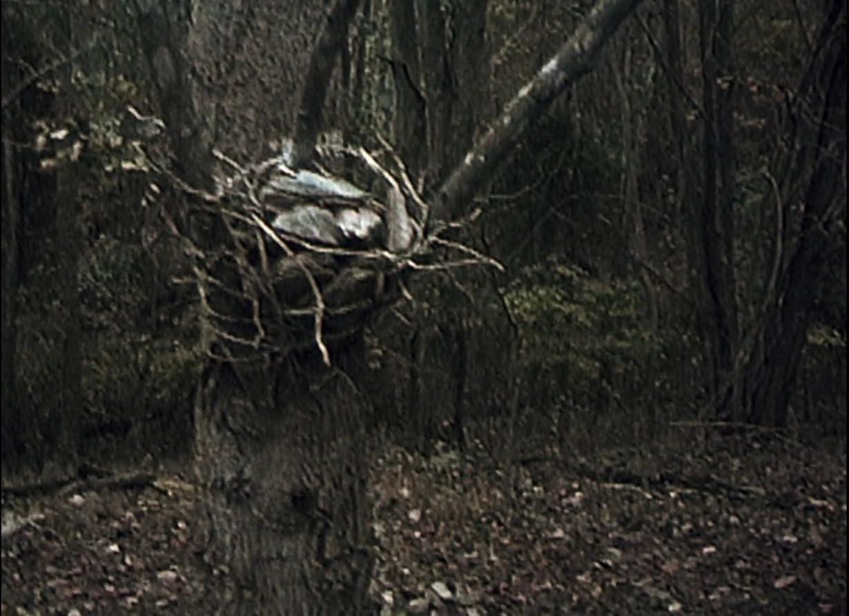 The Blair Witch Project - Il mistero della strega di Blair streaming ita