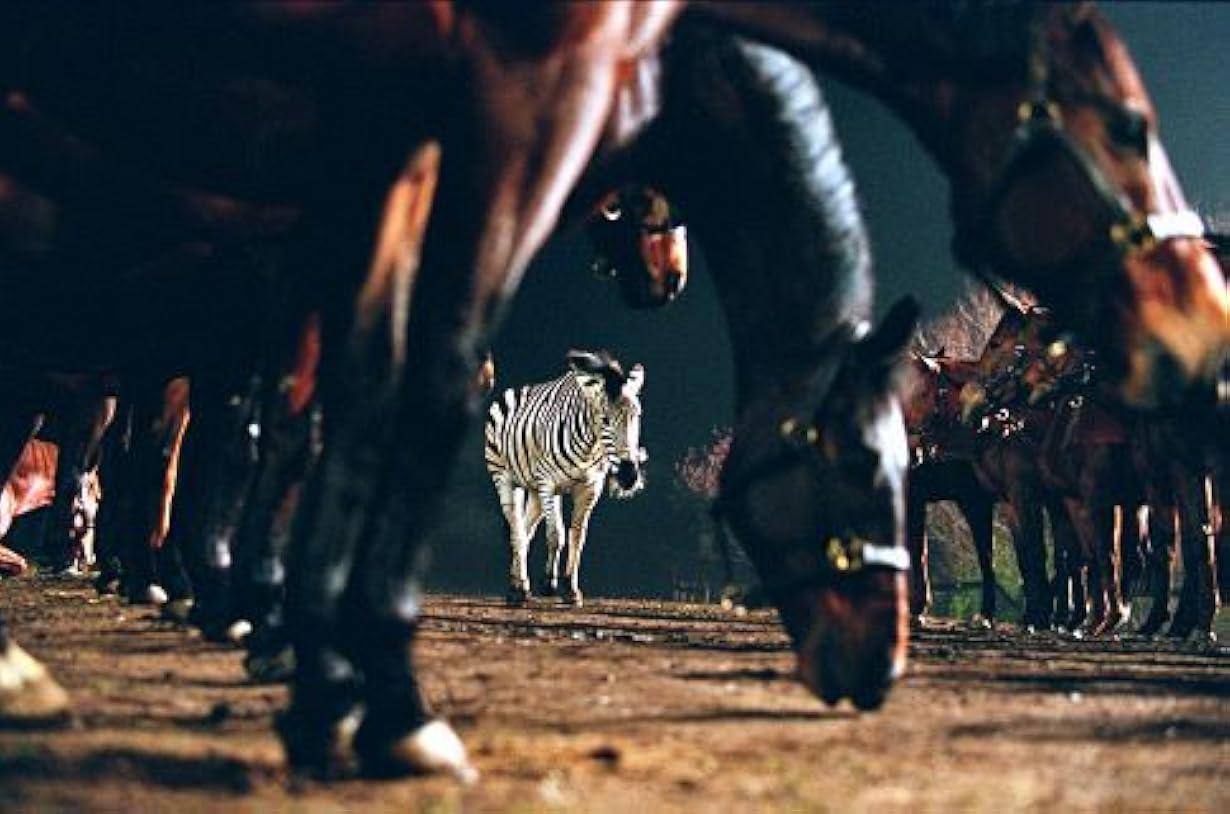 Striscia, una zebra alla riscossa streaming ita