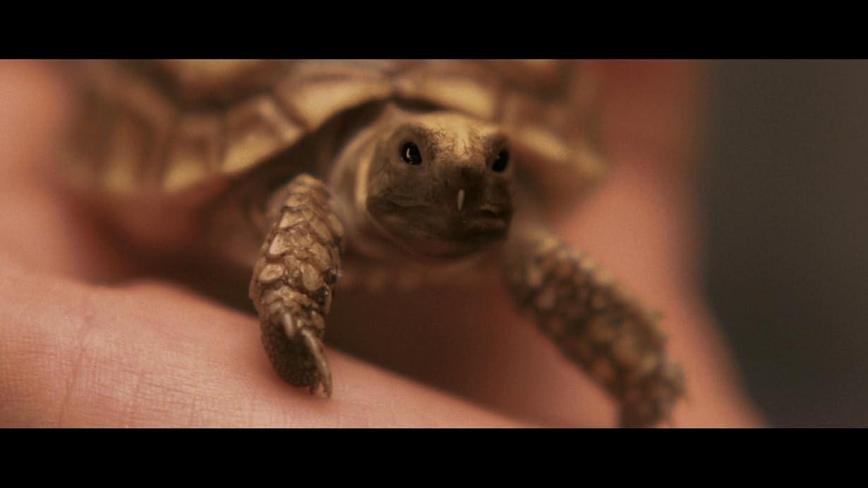 Gamera the Brave streaming ita