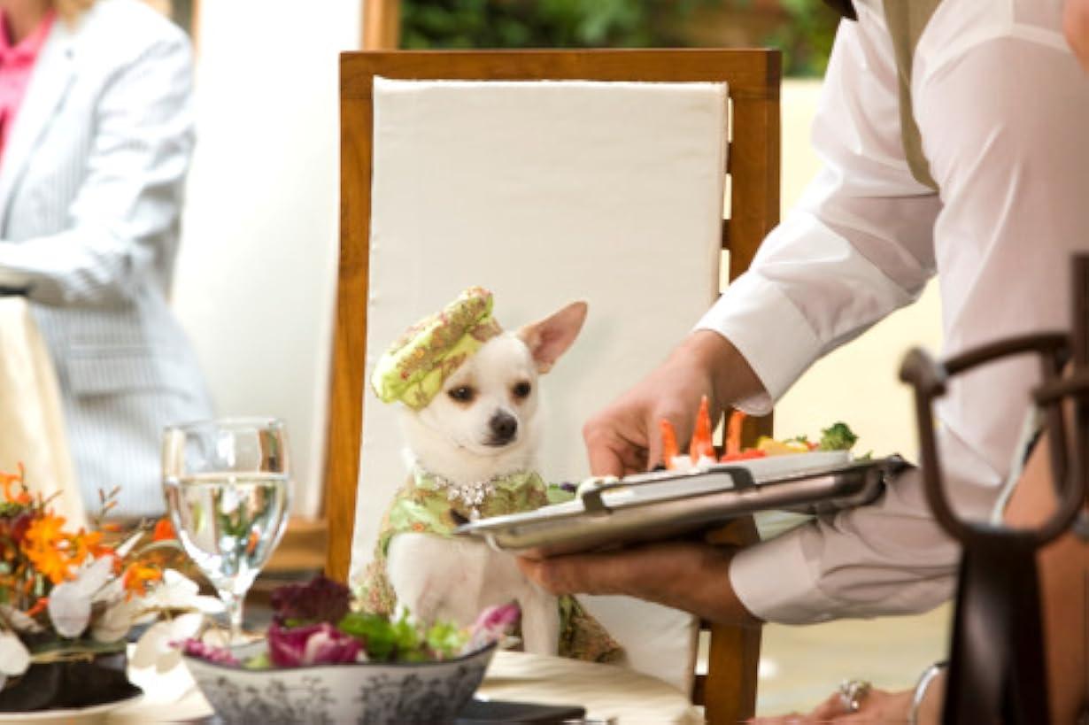 Beverly Hills Chihuahua streaming ita