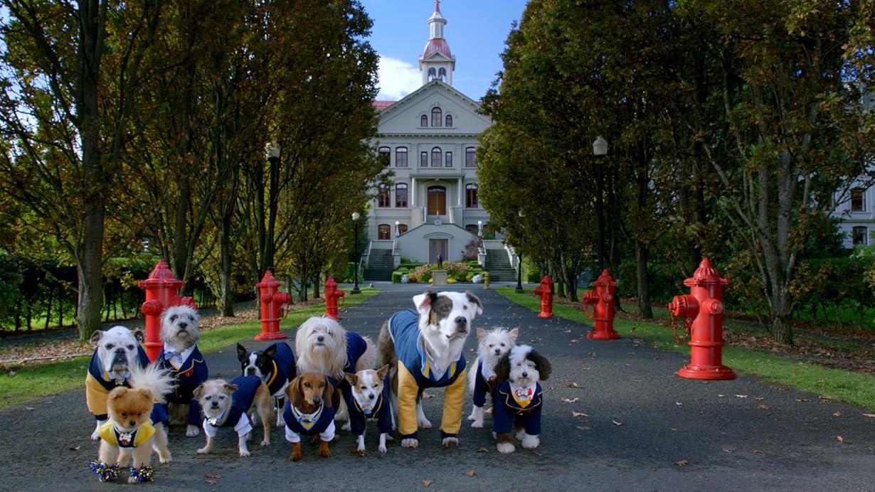 L'accademia dei cuccioli - Pup Academy streaming ita