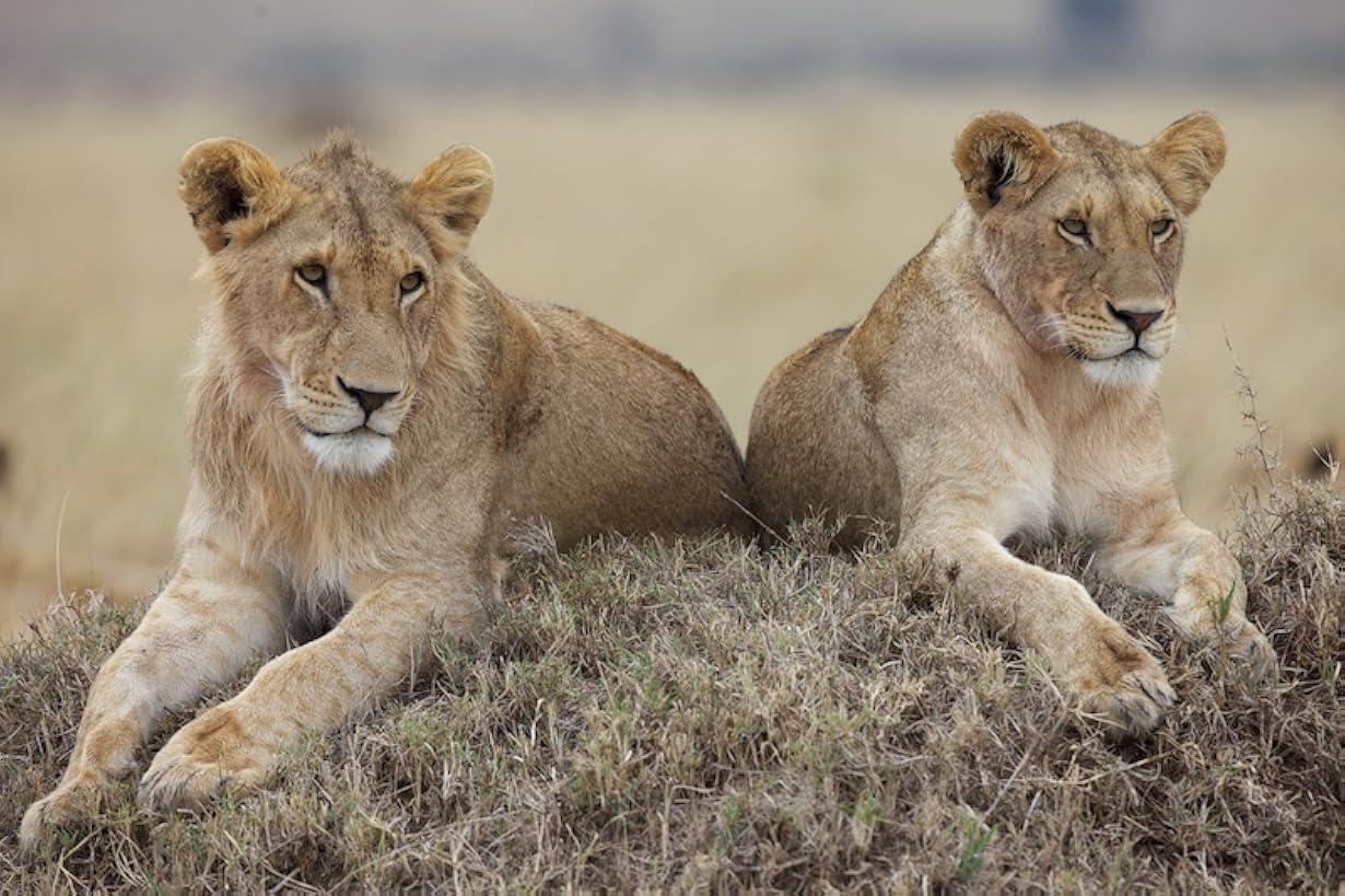 African Cats - Il regno del coraggio streaming ita