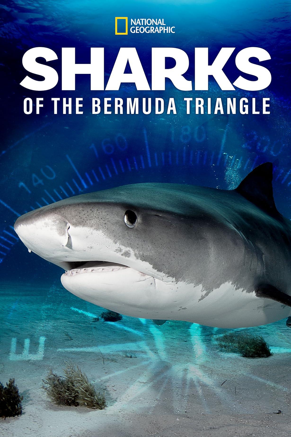 Sharks of the Bermuda Triangle streaming ita