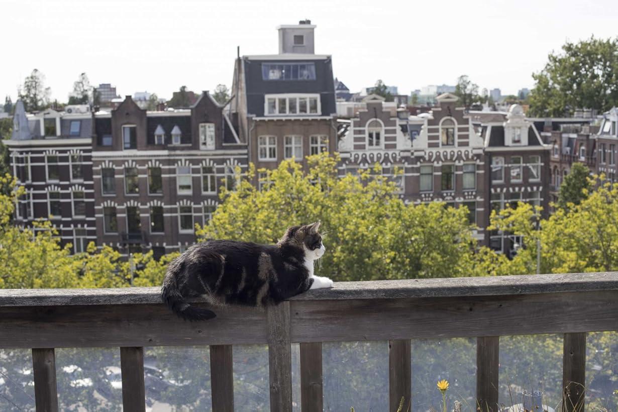 Kitty Love: Evviva i gatti! streaming ita