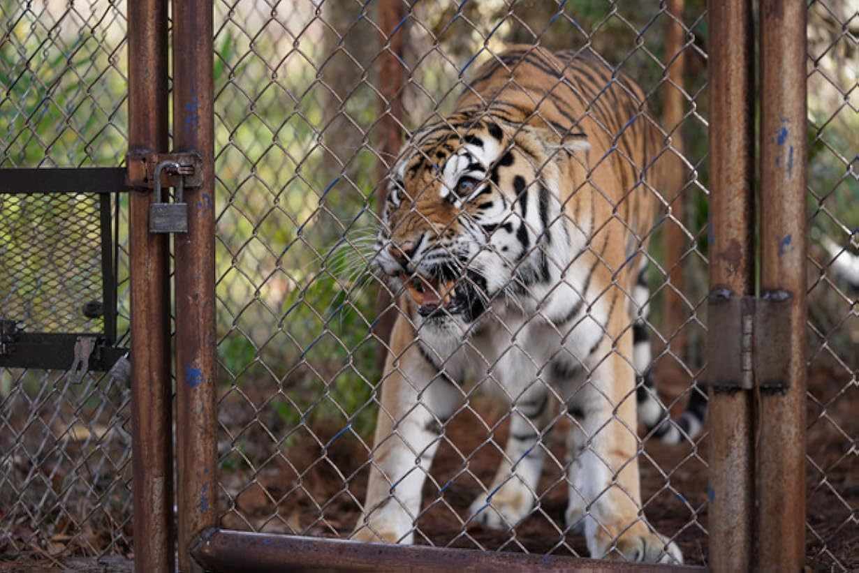 La rinascita della tigre streaming ita