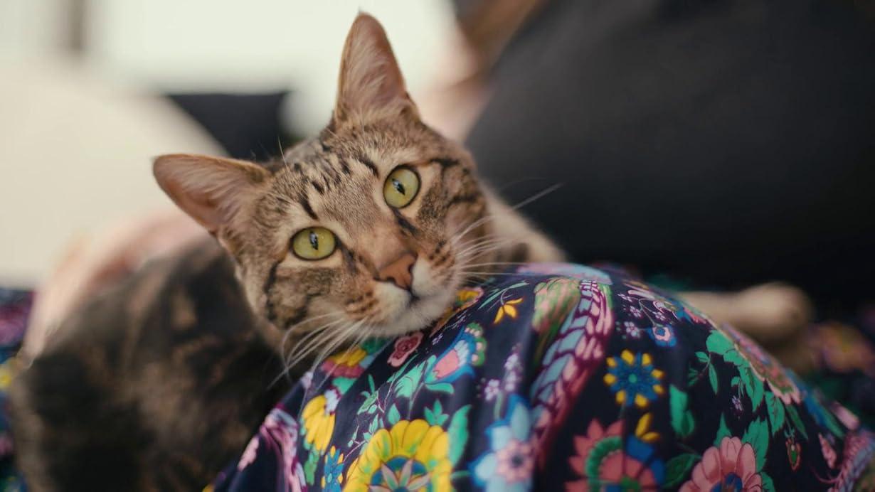 Nella mente di un gatto streaming ita