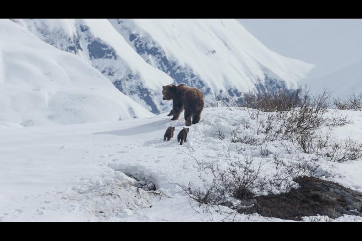 Bears streaming ita