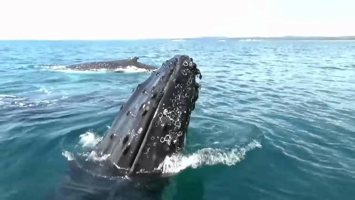 Open Water 3 - Cage Dive streaming ita