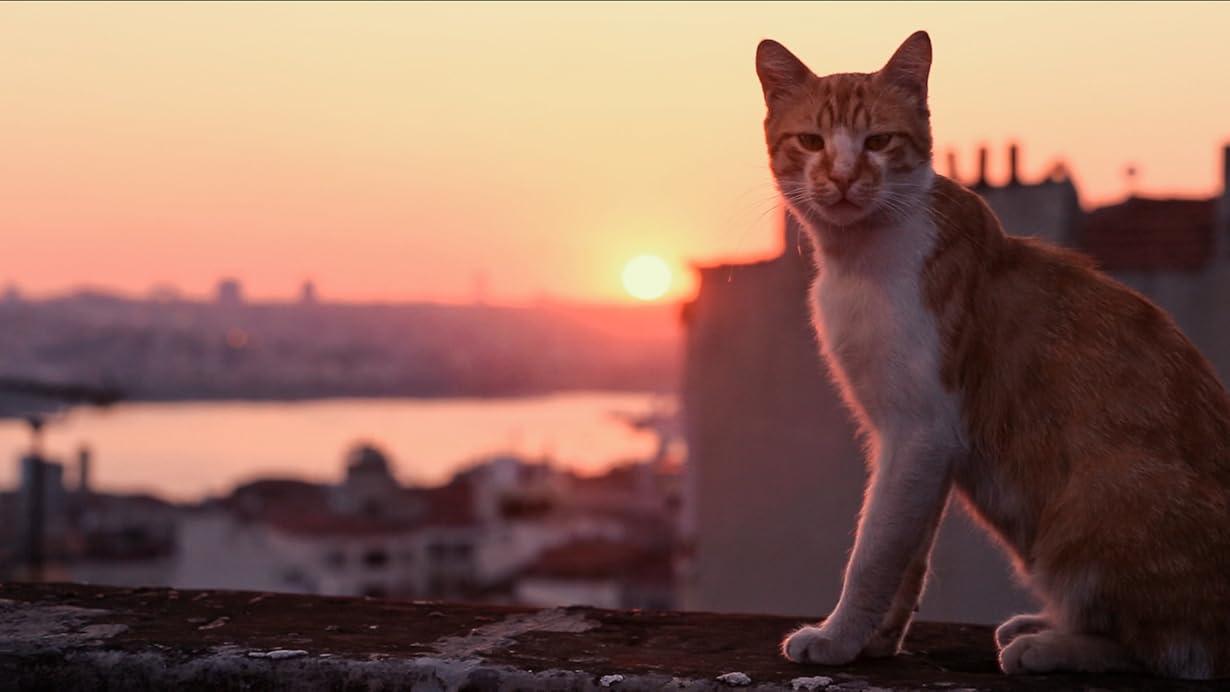 Kedi - La città dei gatti streaming ita