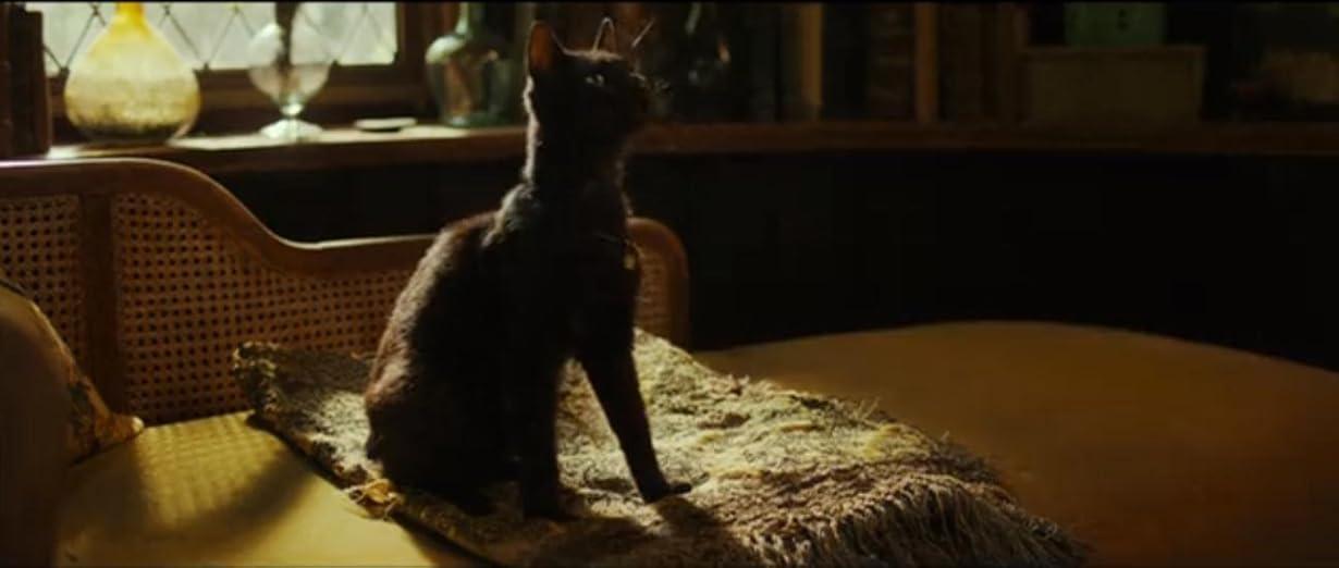 Wildwitch - Il mondo selvatico streaming ita