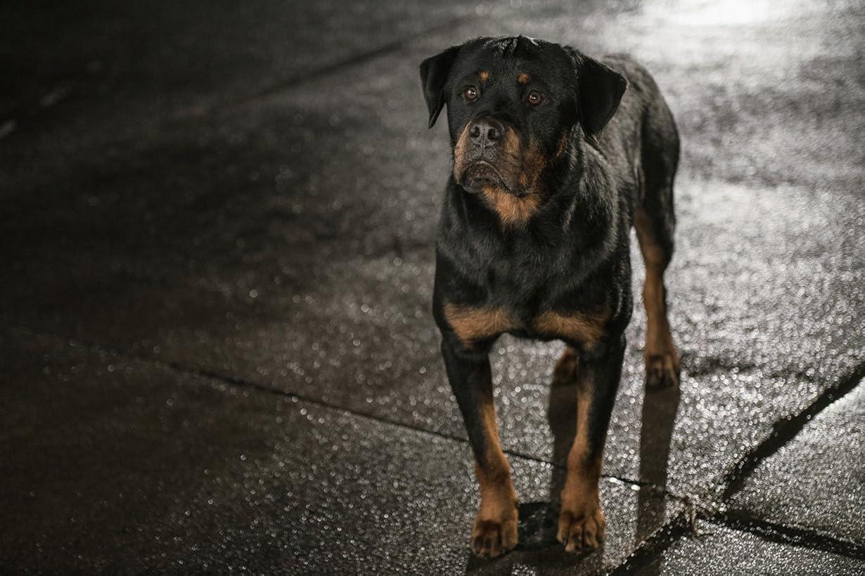Show Dogs - Entriamo in scena streaming ita