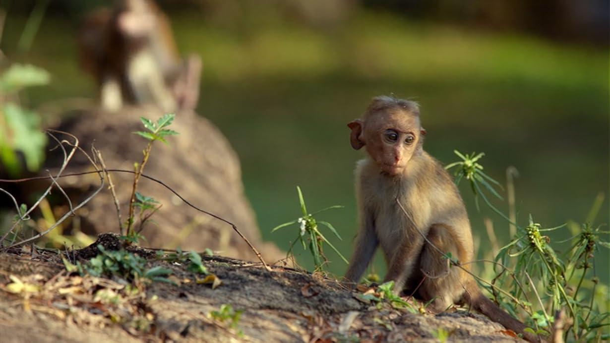 Cuccioli - Lotta per la vita streaming ita