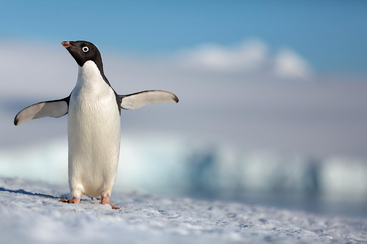 Penguins streaming ita